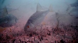 Подводная камера для рыбалки своими руками (Imx 291). Самоделка рулит!