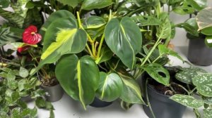 ? СКИДКА 60% на ОРХИДЕИ и КОМНАТНЫЕ РАСТЕНИЯ! 31.10.23 Купить орхидею