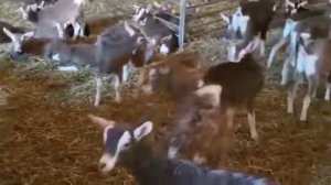 Тоггенбурские козы, козлики, Австрия 🇦🇹 принимаем заявки 89234529064 Роман