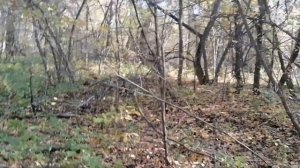 В лесу за грибами, песочники, рядовки, итог!!! ??