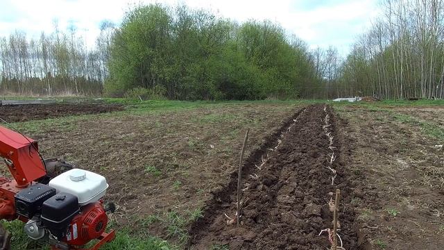 Мотоблок мтз Беларус пашет САМ и работа стала в удовольствие! смотреть онлайн
