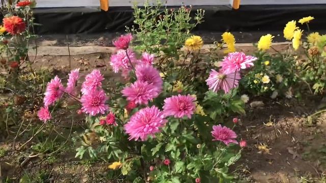 Как дешевле строить теплицу или заказывать готовую / Теплица готова смотреть онлайн