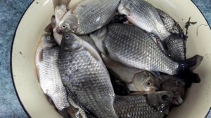 На рыбалку//Ловля карася//Отдых для души