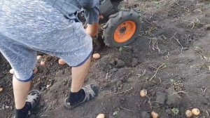 Как мы копаем картошку.