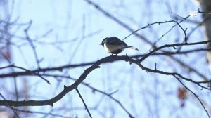Не кормите голубей. Запрет или пожелание