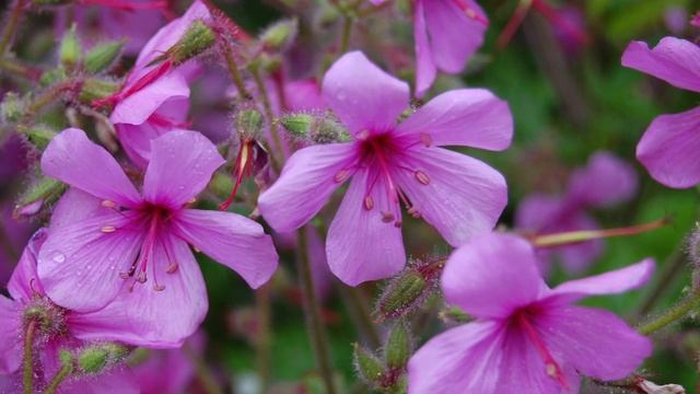 Герань смотреть онлайн