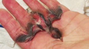 Птенец выпал из гнезда и чудом выжил. Вот в кого он превратился.