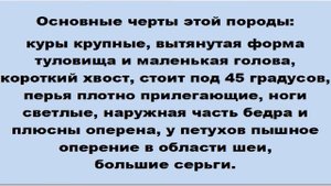 МАРАН//Характеристика породы кур