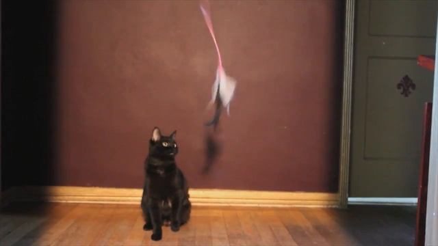 Fat to Fit Cat Exercises смотреть онлайн