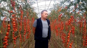 Идеальная кисть черри-томата во втором обороте