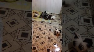 Щенки Фалена в п-ке Misteriya (Москва)