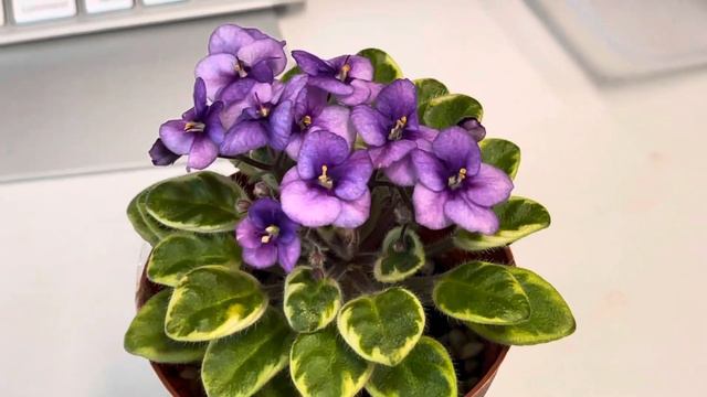 African Violet - Rob’s Lucky Charm смотреть онлайн