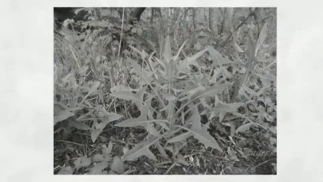 Бодяк желтый, или огородный (Cirsium oleraceum) смотреть онлайн