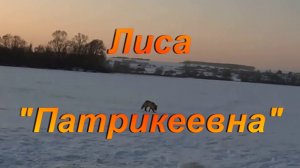 Лиса "Патрикеевна".