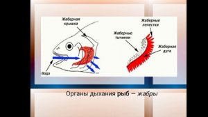 7 класс биология. Органы дыхания животных. Ауесбек Альмира 7И