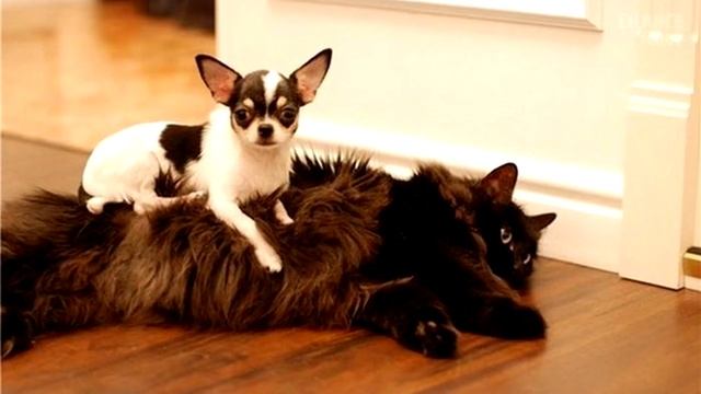 15 пород собак, которые лучше уживаются с кошками