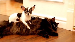 15 пород собак, которые лучше уживаются с кошками