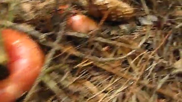 Holubinka jahodová - Russula paludosa смотреть онлайн