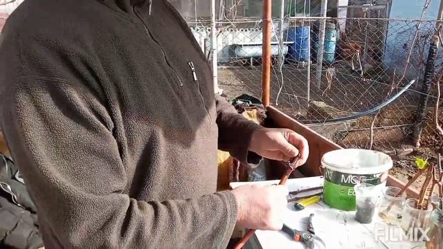 Виноград. Весеннее размножение черенками.