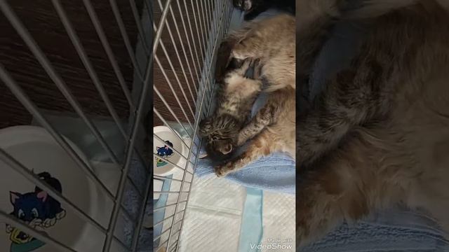 Котята (маленькие комочки счастья в добрые руки). МОСКВА