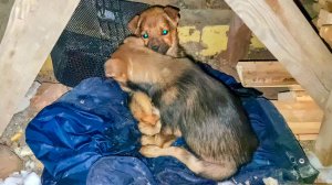 В глубокую яму на стройке скинули 2х бездомных щенят ? когда их достали, поняли что один щенок боле