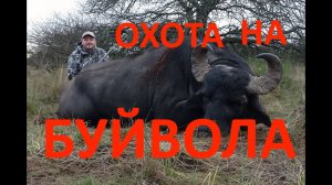 Охота на водяного буйвола в Аргентине