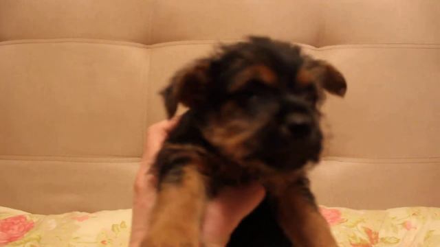 девочка норвич терьер смотреть онлайн