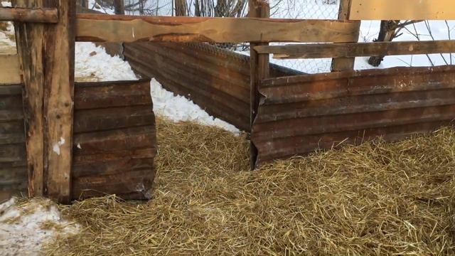 Венгерская Мангалица - нана порода ! смотреть онлайн