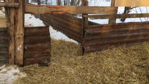 Венгерская Мангалица - нана порода !