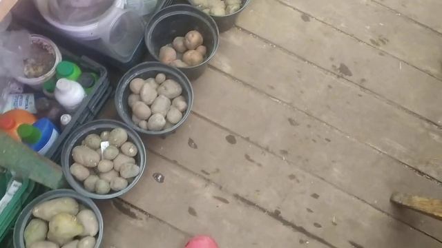 28.03.2022 ДОСТАЕМ СЕМЕННОЙ КАРТОФЕЛЬ НА ПРОРАЩИВАНИЕ.