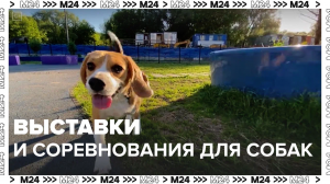 Мероприятия для собак в Москве — Москва24|Контент