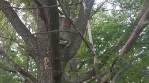 Медонос Сирийский Ваточник и очередной рой