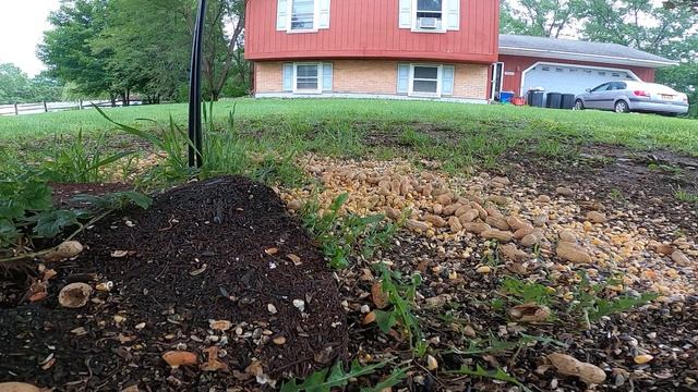 Yard Animals #25. #videoforcats, #grackle, #squirrels, #cardinal, #redwingblackbirds смотреть онлайн