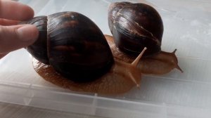 Улитка ахатина имакулята, как кормить? Где содержать? Сколько стоят?