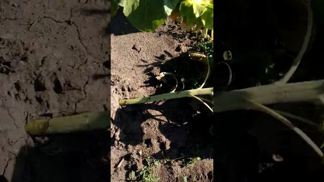 Подсолнечник после сильного дождя!!! Лежит ... смотреть онлайн