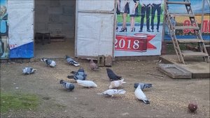 Сельские голуби. 6 01 2022 года, Николаевские голуби. Алексея Александровича г Новоалександровск.