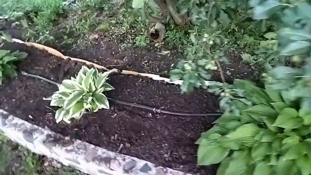 Почти автоматический полив. Живу в алтайской глубинке. смотреть онлайн