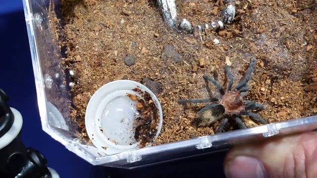 Tarantula Feeding Video. Handful of Hungry Tarantulas. смотреть онлайн