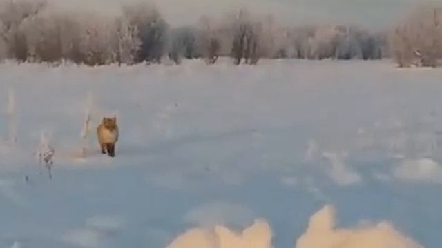 Не всё лисе Масленица. Ямальцы покормили плутовку блинами на зимнике
