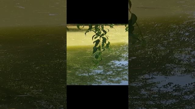Зарыбленный пруд #1