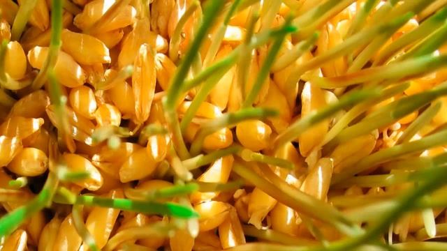 Пророщенная пшеница . Польза или вред