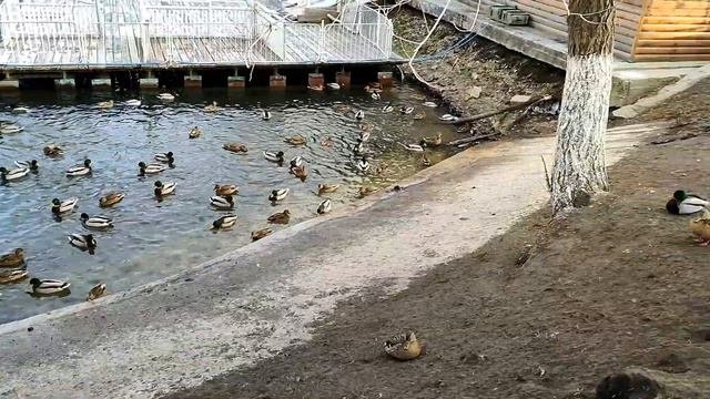 УТКИ ОСТАЛИСЬ ЗИМОВАТЬ НА ОЗЕРЕ ПАРКА МЕТАЛЛУРГ/САМАРА/РОССИЯ