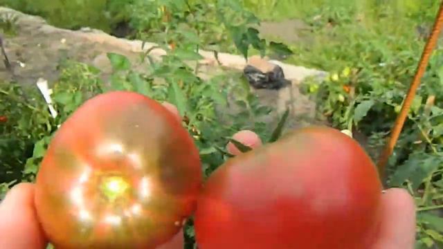 Томат Дикий Фред гном. смотреть онлайн