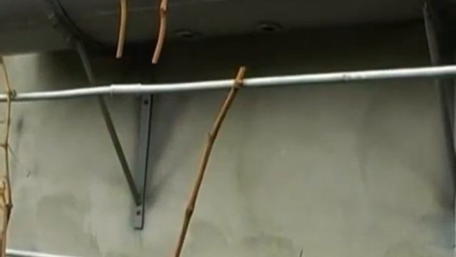 Обрезка винограда  4 год