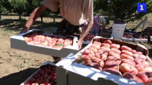 В Крыму началась уборка персика сортов раннего срока созревания