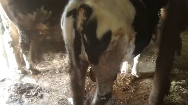 Быки, вид задней части. смотреть онлайн