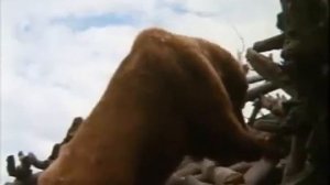 благородными бывают не только люди,спасение человека от медведя