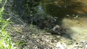 Башкирская утка