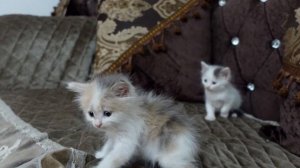 Реакция кошки на чужого котенка