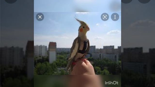 Что делать если попугай улетел на улицу? смотреть онлайн